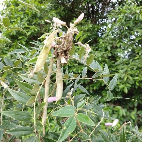 Mundulea sericea Frukt