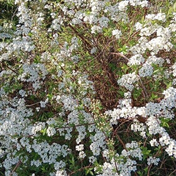 Spiraea thunbergii Lorea