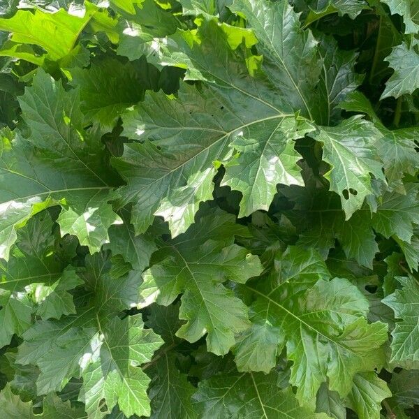 Acanthus spinosus Blad