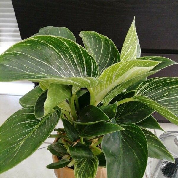 Calathea sanderiana Folha