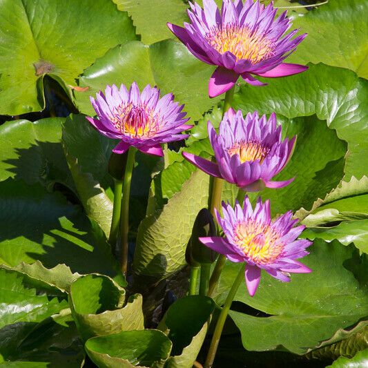 Nymphaea nouchali Flower