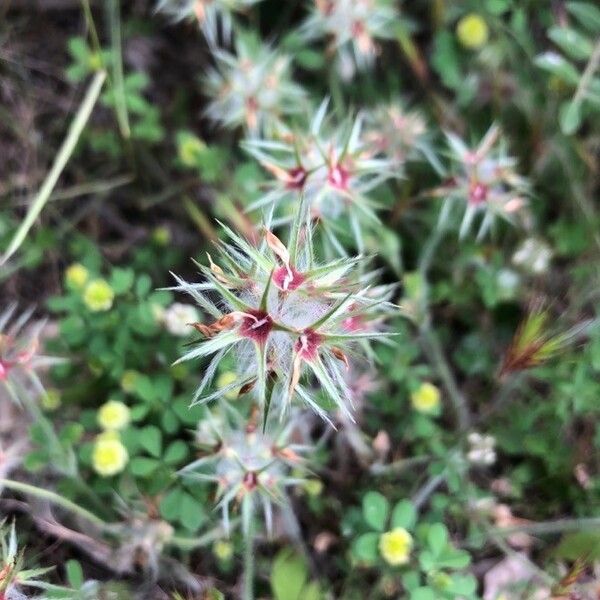 Trifolium stellatum Kukka