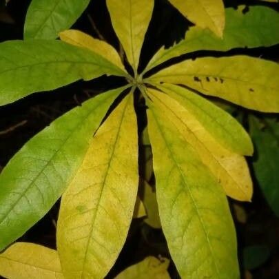 Ceiba pentandra Blad