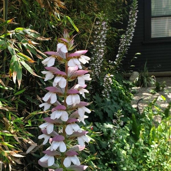 Acanthus spinosus Květ