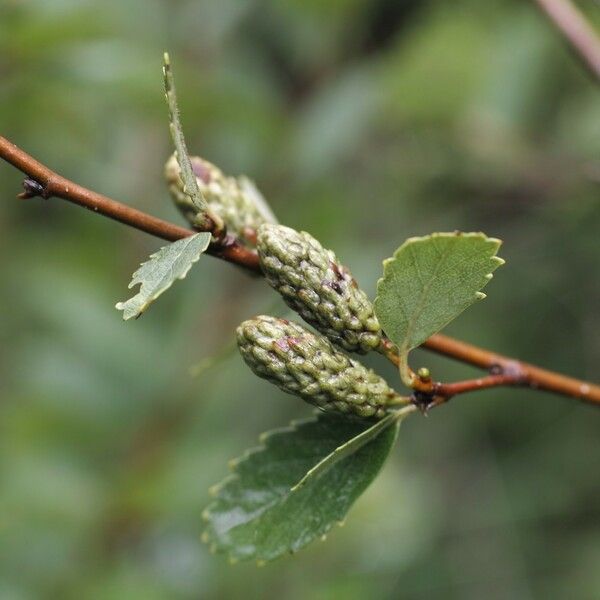 Betula pumila Фрукт