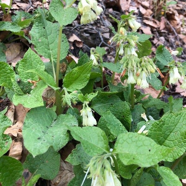 Symphytum grandiflorum ᱮᱴᱟᱜ