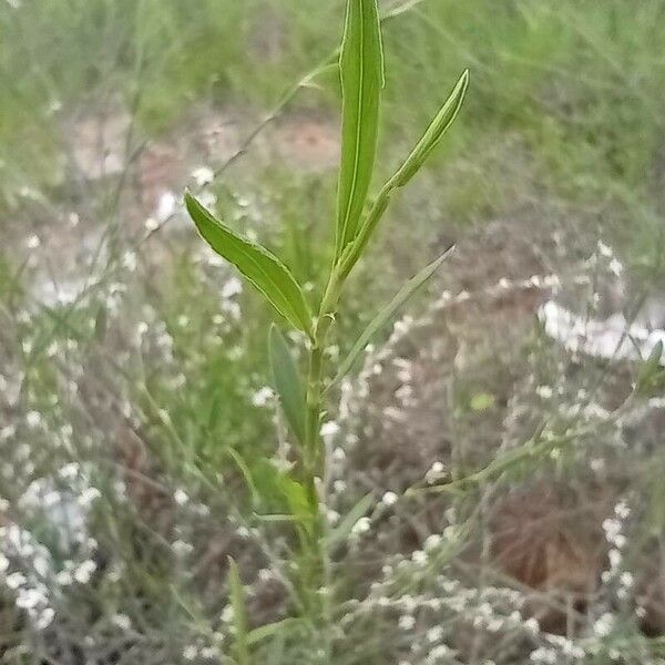 Polygonum equisetiforme Foglia