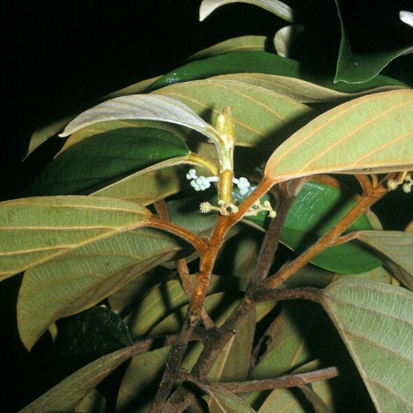 Coussapoa asperifolia Leaf