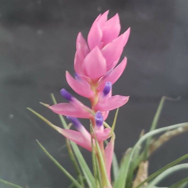 Tillandsia stricta Blomst