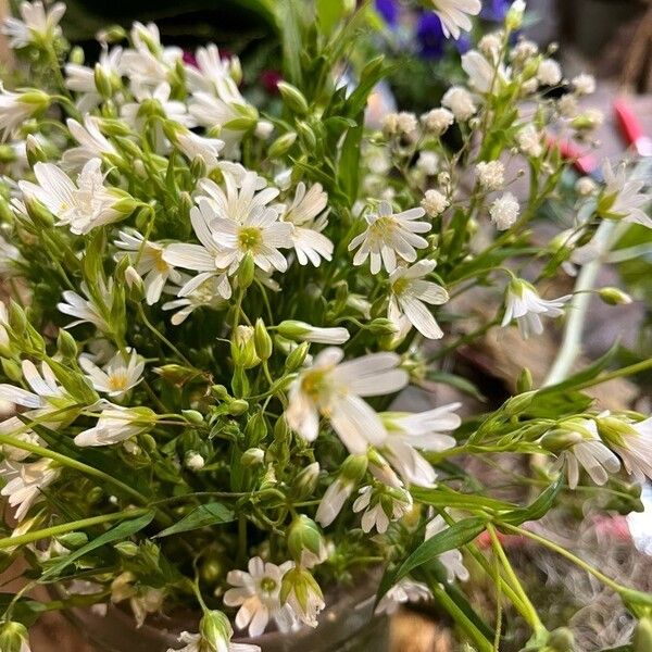 Stellaria palustris Flor