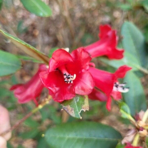 Rhododendron beanianum Blüte