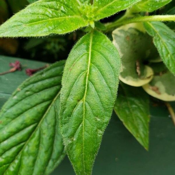 Pentas lanceolata Leaf