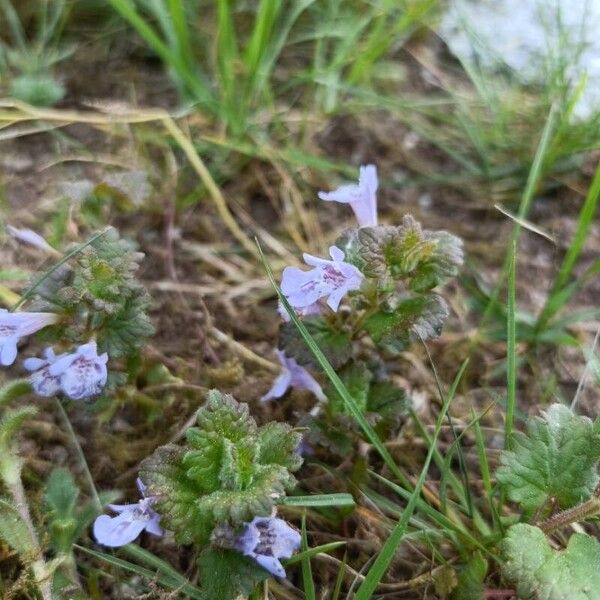 Glechoma hederacea Λουλούδι