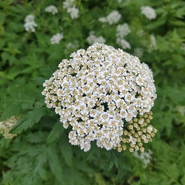 Tanacetum macrophyllum Blodyn