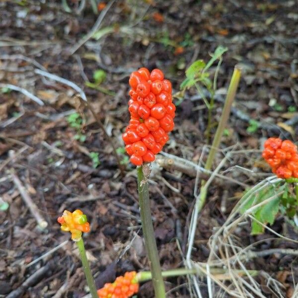 Arum italicum ফল