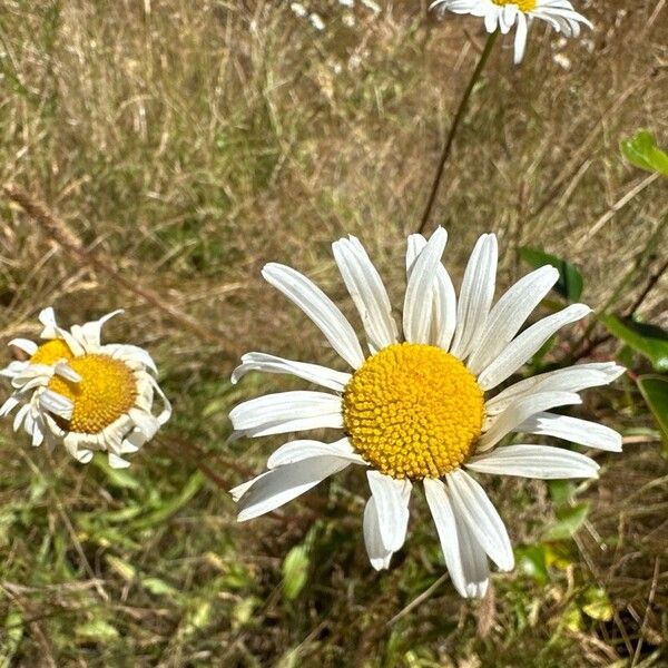 Leucanthemum heterophyllum Žiedas