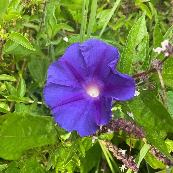 Ipomoea hederacea Bloem