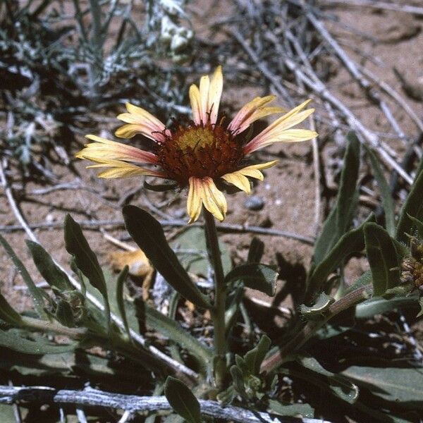 Gaillardia pinnatifida Habitat