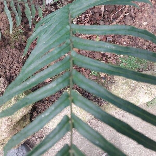 Pteris vittata পাতা