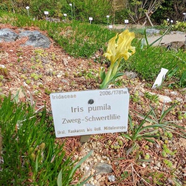 Iris pumila Sonstige