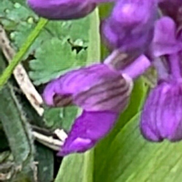 Anacamptis morio 花