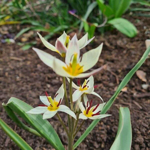 Tulipa turkestanica Õis