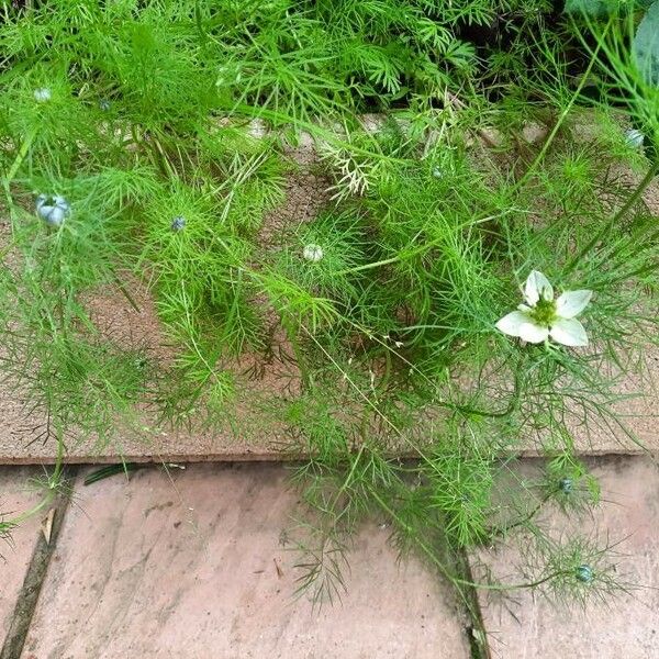 Nigella sativa Blad