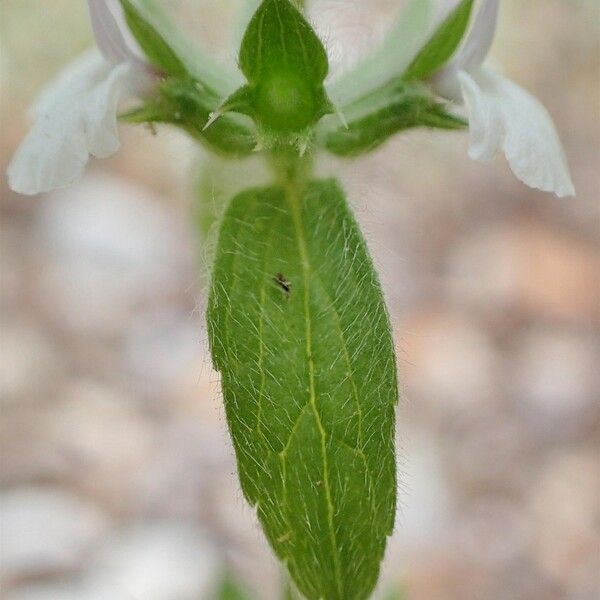 Sideritis romana 葉