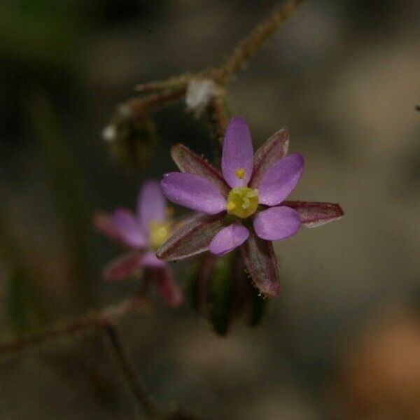 Spergularia diandra Blomma