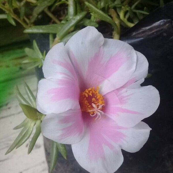 Portulaca grandiflora Blodyn