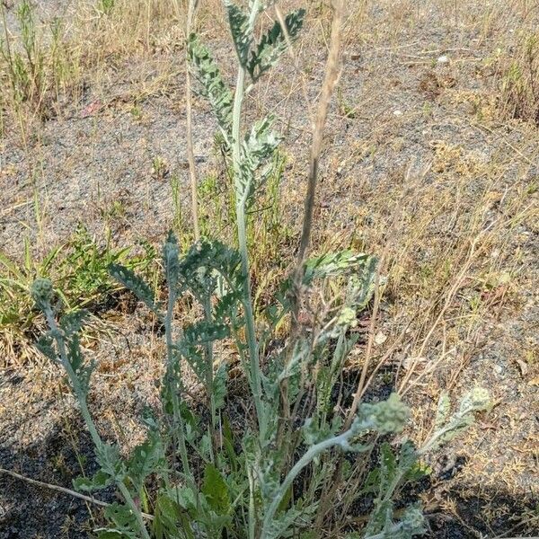 Achillea clavennae Cvet