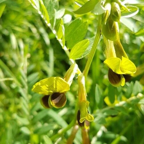 Vicia melanops Λουλούδι