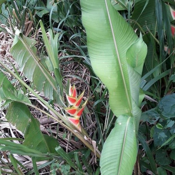 Heliconia wagneriana Vekstform