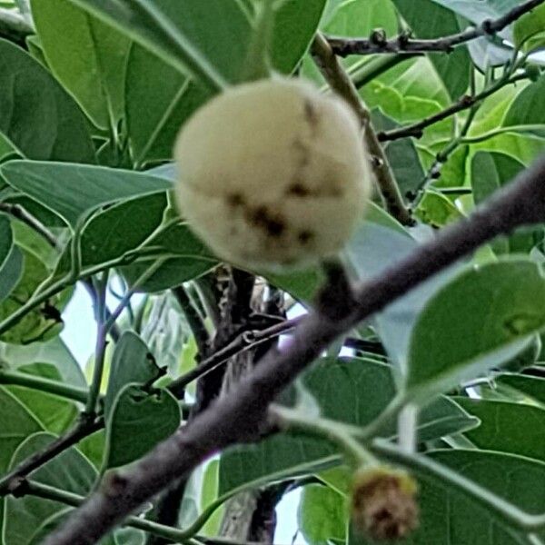 Annona glabra പുഷ്പം