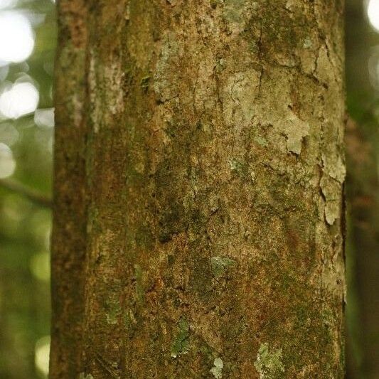 Posoqueria latifolia Kora