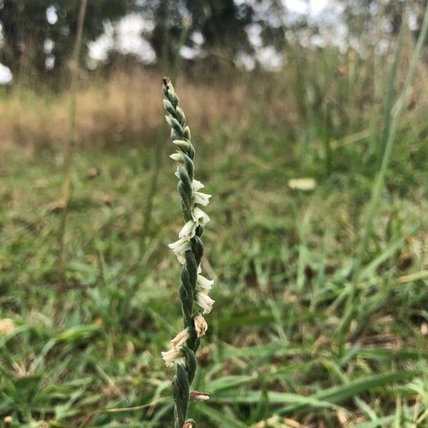 Spiranthes spiralis Flower