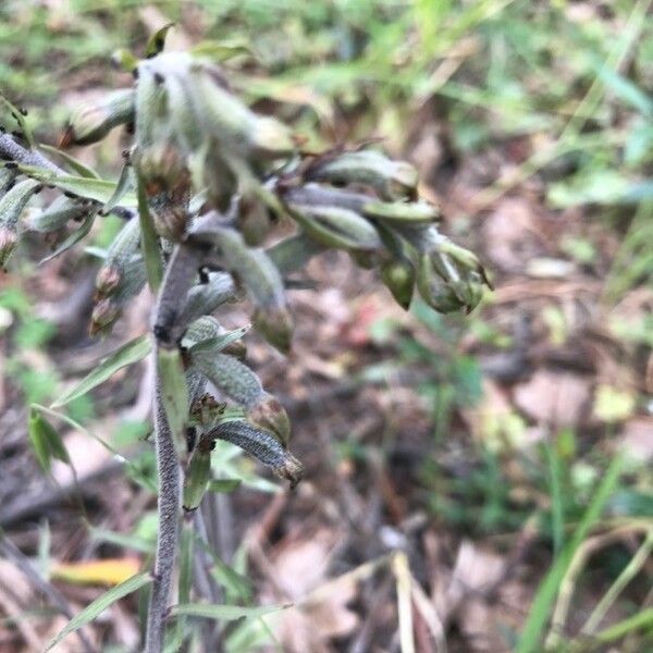 Epipactis microphylla Ostatní