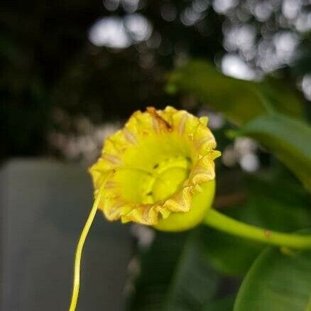 Lafoensia pacari Blomst