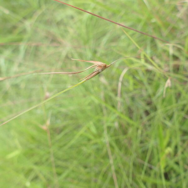 Themeda triandra Alkat (teljes növény)