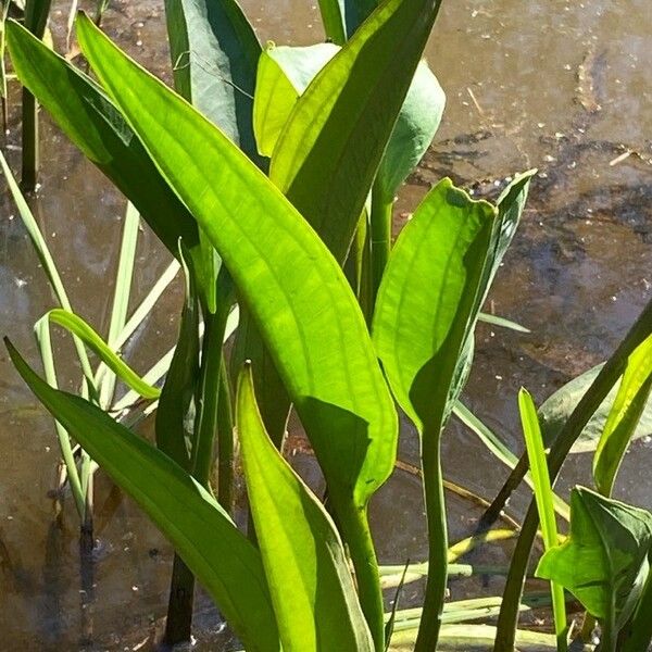 Alisma plantago-aquatica Deilen