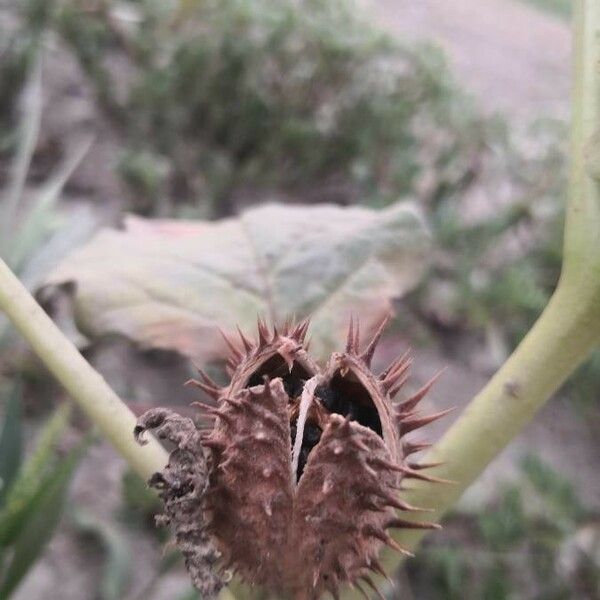 Datura stramonium Плід