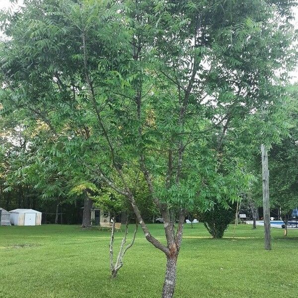 Pistacia chinensis Συνήθη χαρακτηριστικά