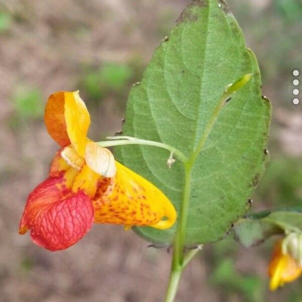 Impatiens capensis Flor