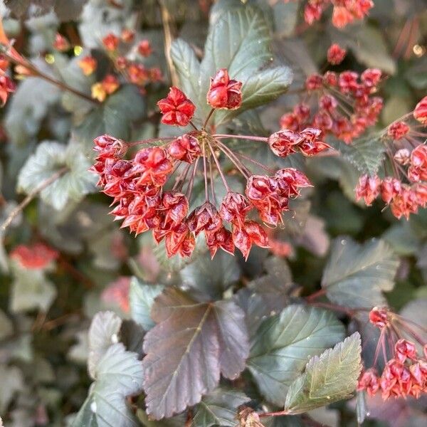 Physocarpus opulifolius Fleur