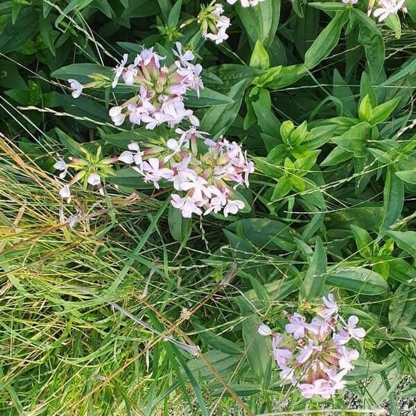 Phlox paniculata Blomst