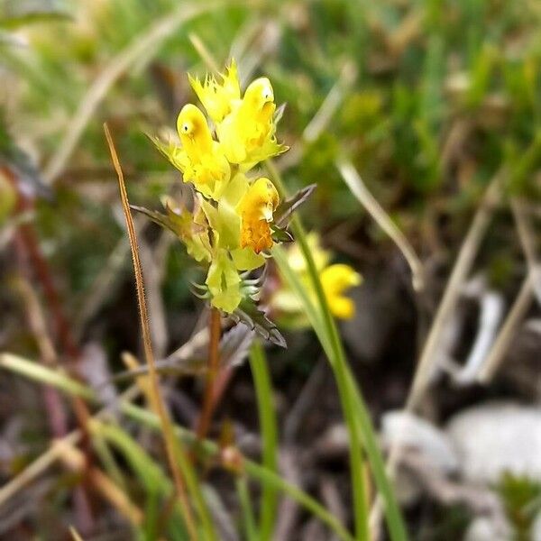 Rhinanthus minor Flors