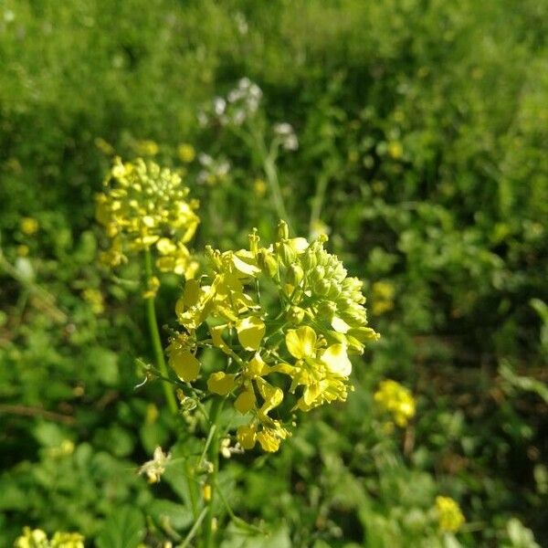 Sinapis arvensis Blomst