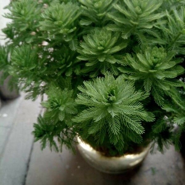 Myriophyllum aquaticum List