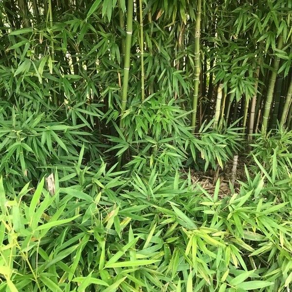 Bambusa vulgaris Folha
