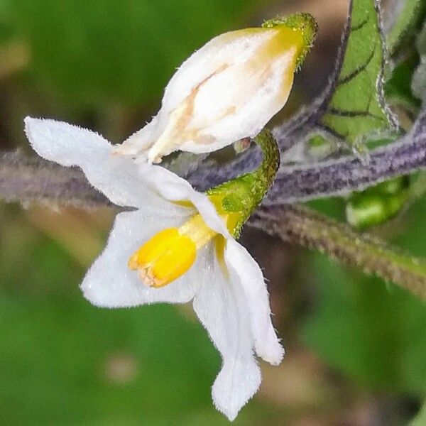 Solanum villosum Flower